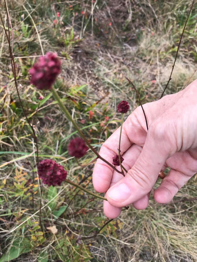 72346913_2343357679246700_1511695516004515840_n